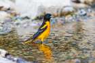 Baltimore Oriole male bathing-Marion County-Illinois Art Print